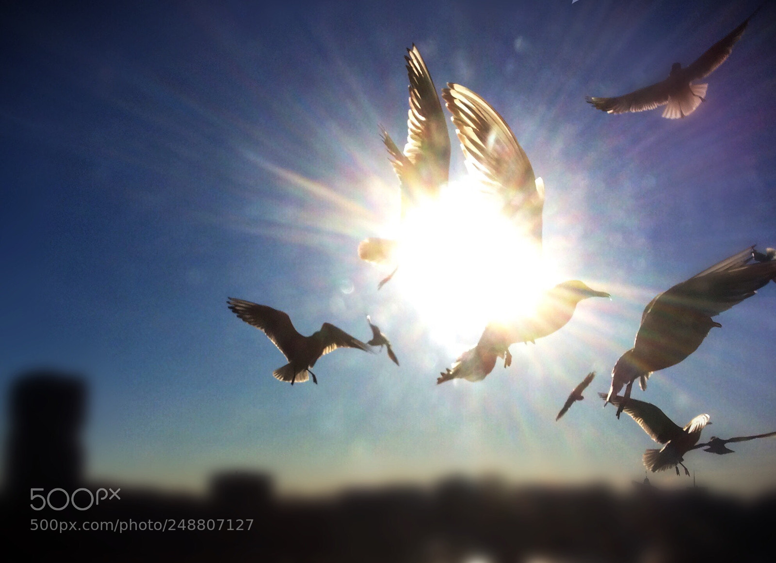 Apple iPad mini 2 sample photo. Gulls photography
