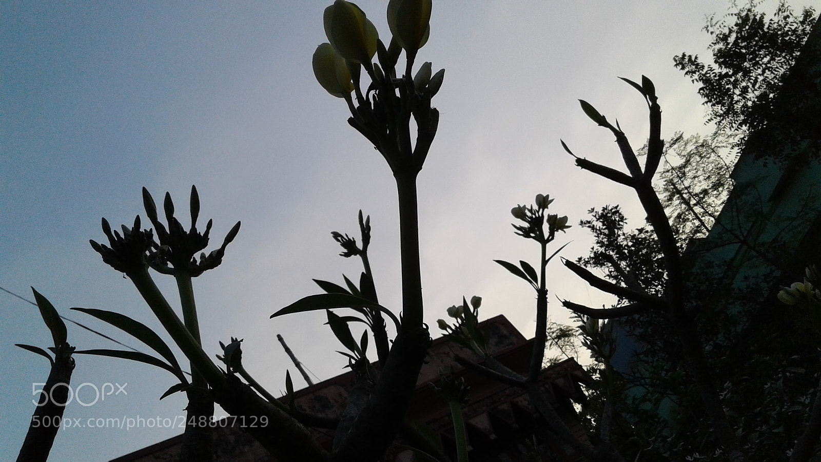 Samsung Galaxy J2 sample photo. Unravelled beauty of nature photography