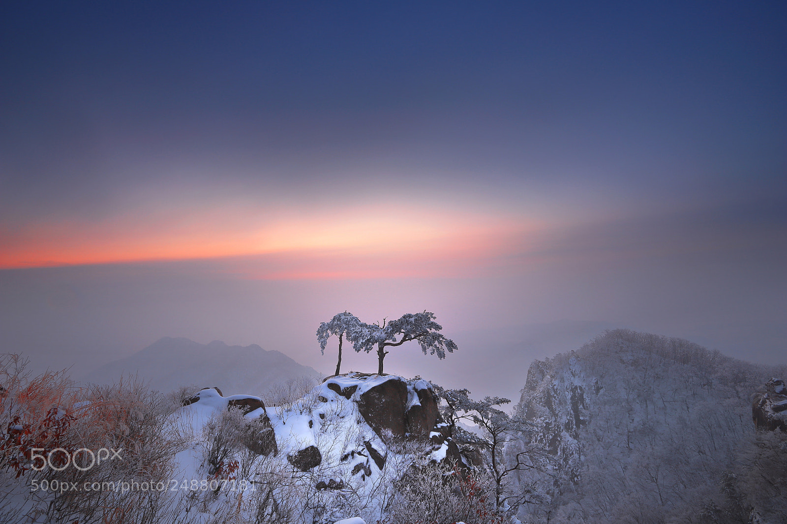 Canon EOS 6D Mark II sample photo. Pine tree bros, 大芚山 photography