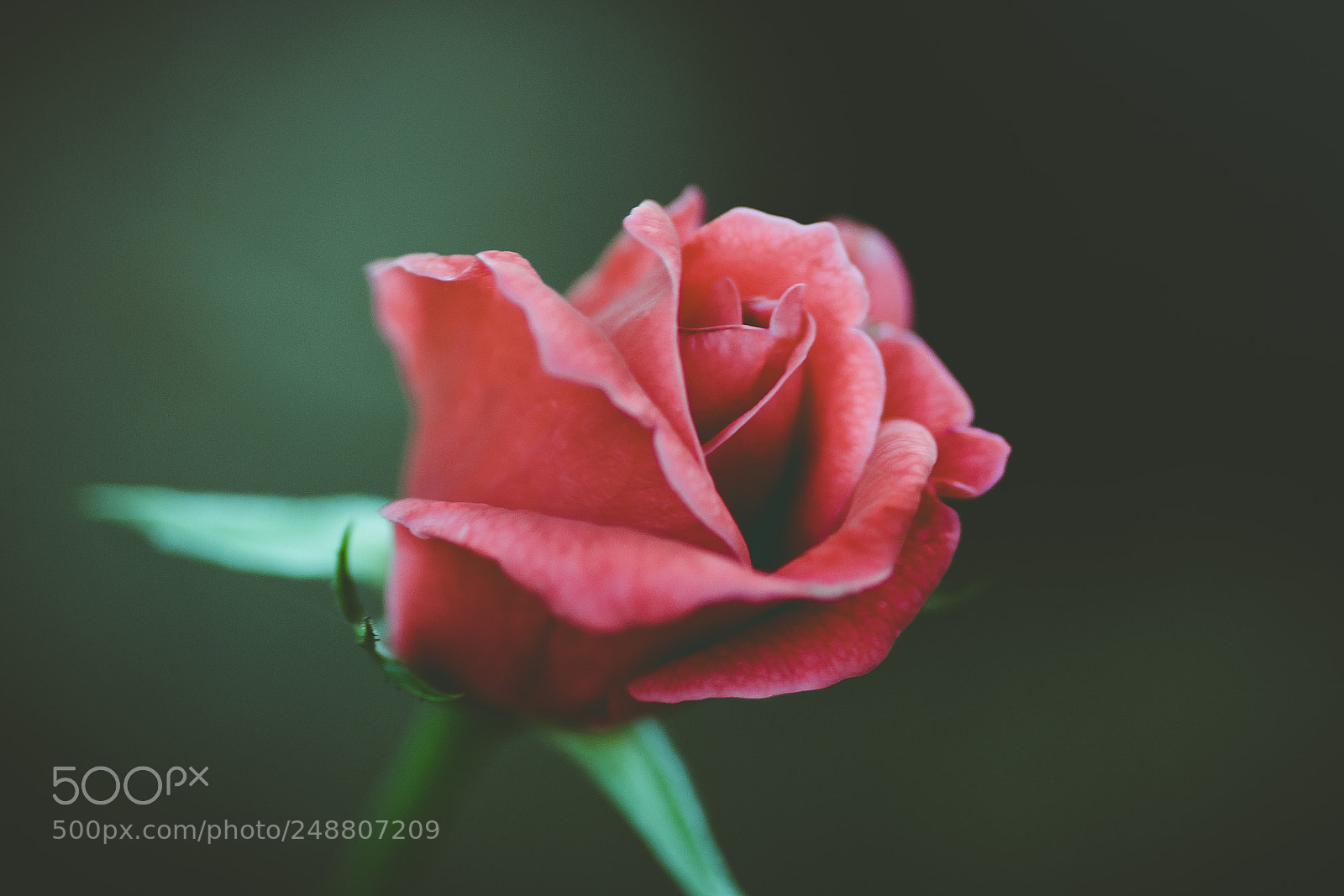Nikon D7100 sample photo. Lonely rose photography
