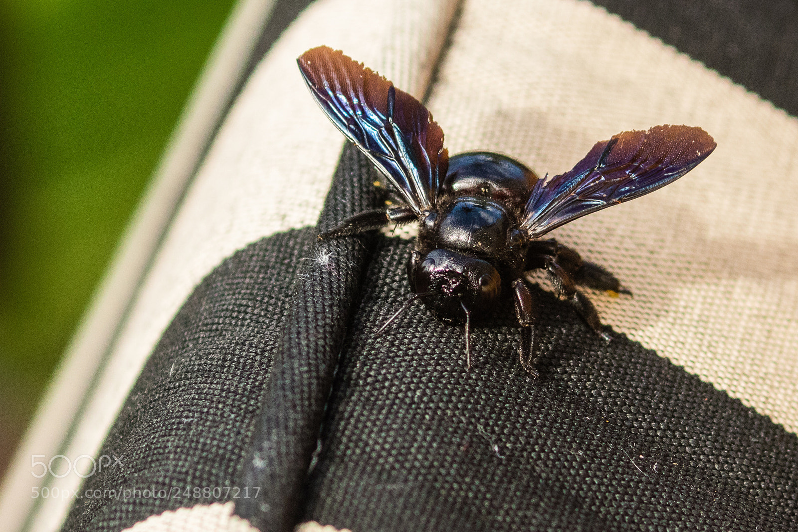 Canon EOS 7D Mark II sample photo. Insect photography
