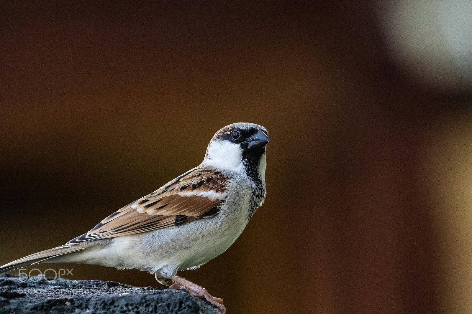 Canon EOS 7D Mark II sample photo. Common sparrow photography