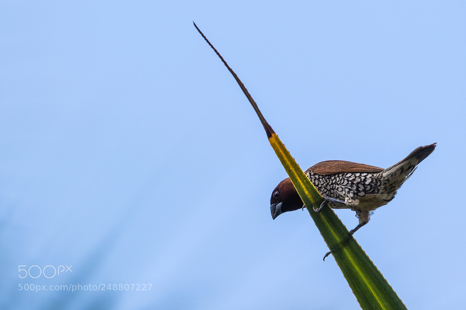 Canon EOS 7D Mark II sample photo. Scaly-breasted munia photography