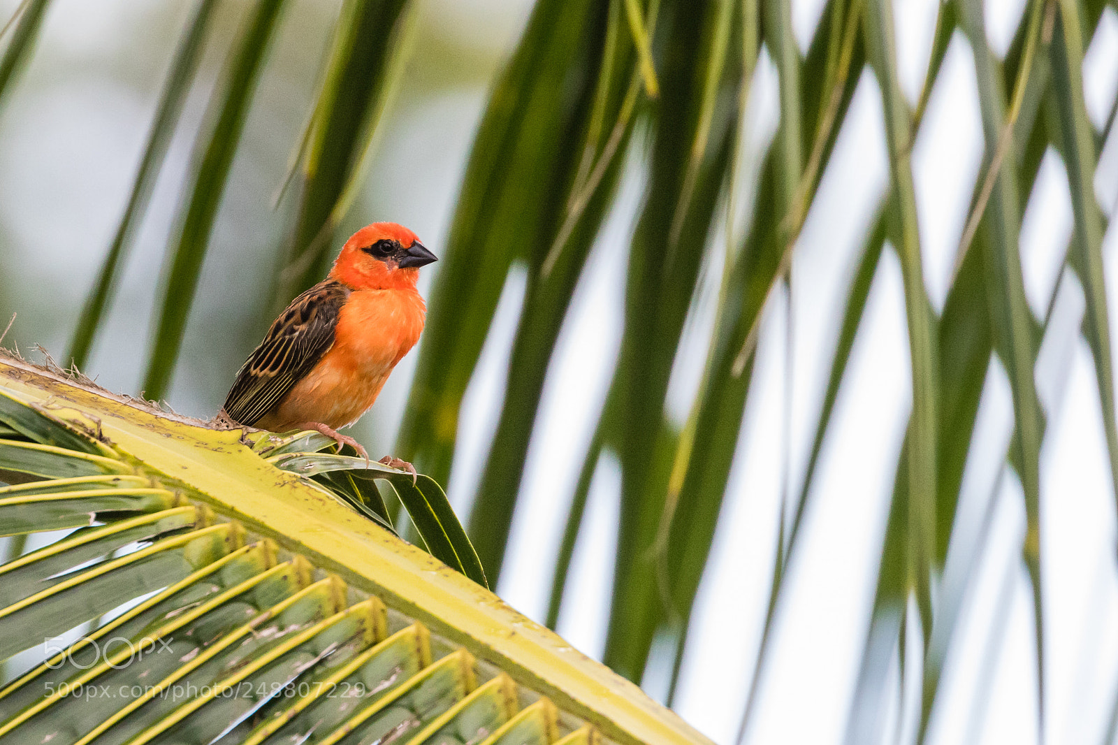 Canon EOS 7D Mark II sample photo. Madagascar red fody photography