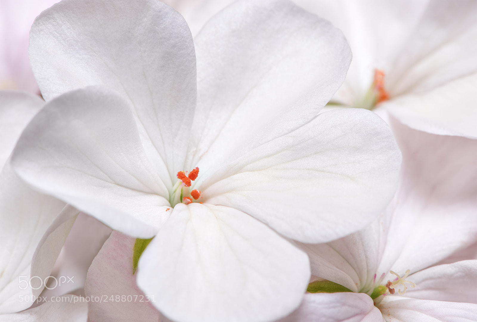 Nikon D810 sample photo. I will not fail photography