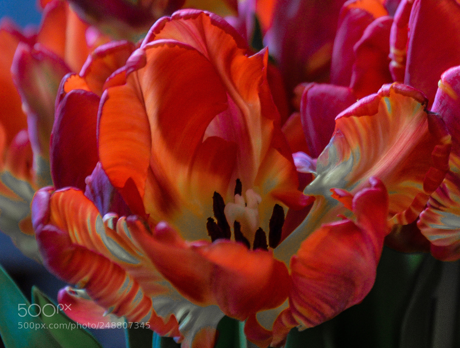 Nikon D7000 sample photo. Tulips photography