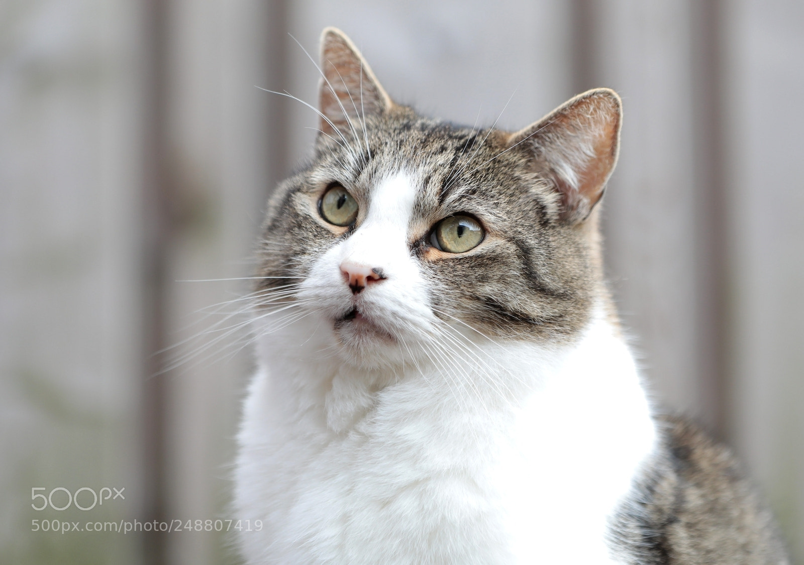 Canon EF 70-200mm F2.8L IS II USM sample photo. Cat photography
