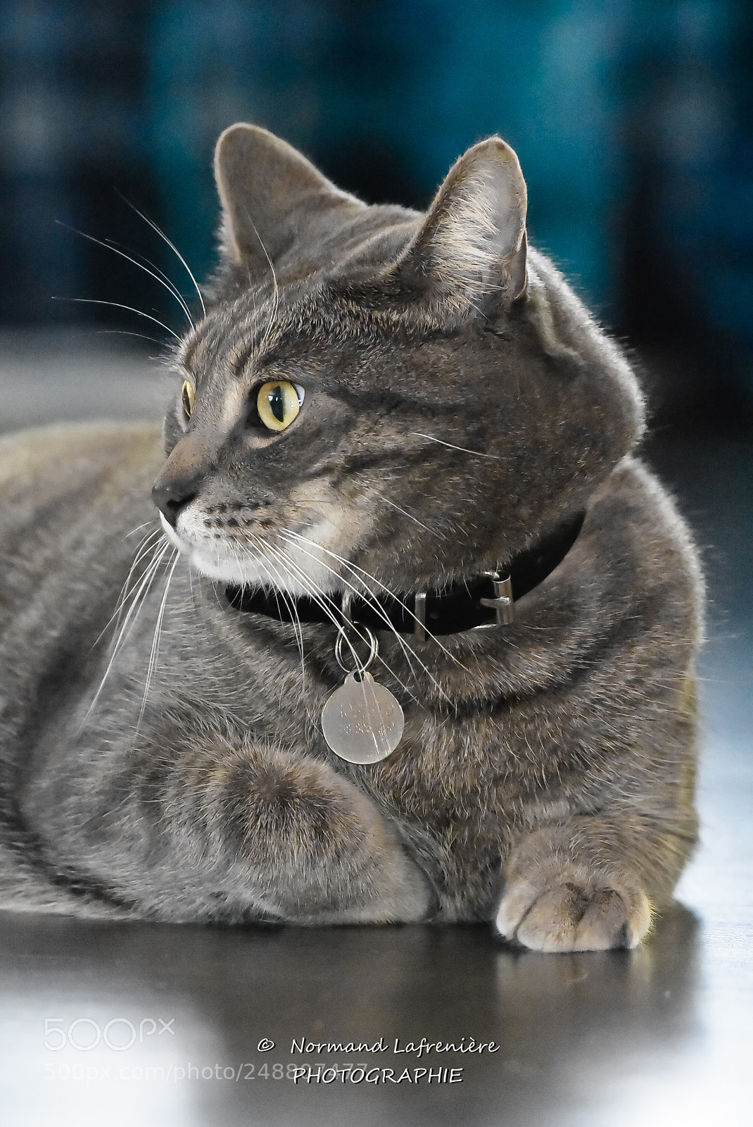 Nikon D7200 sample photo. Cinquante nuances de gris photography