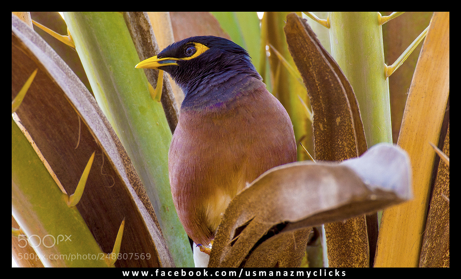 Canon EOS 650D (EOS Rebel T4i / EOS Kiss X6i) sample photo. Common myna photography