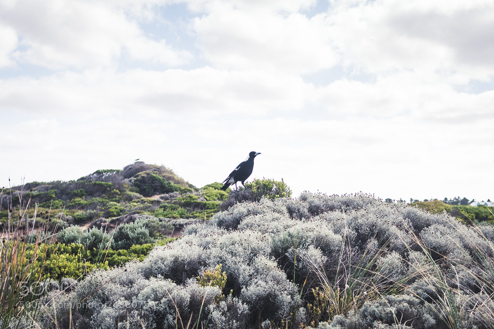 Nikon D5500 sample photo. Bird watching on the photography