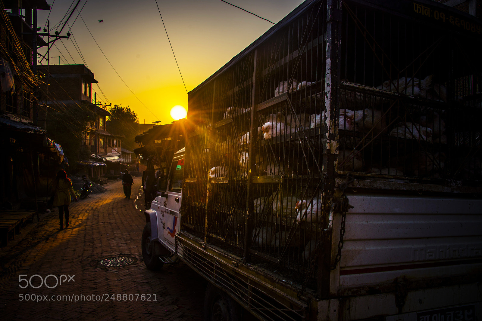 Nikon D610 sample photo. Chicken photography