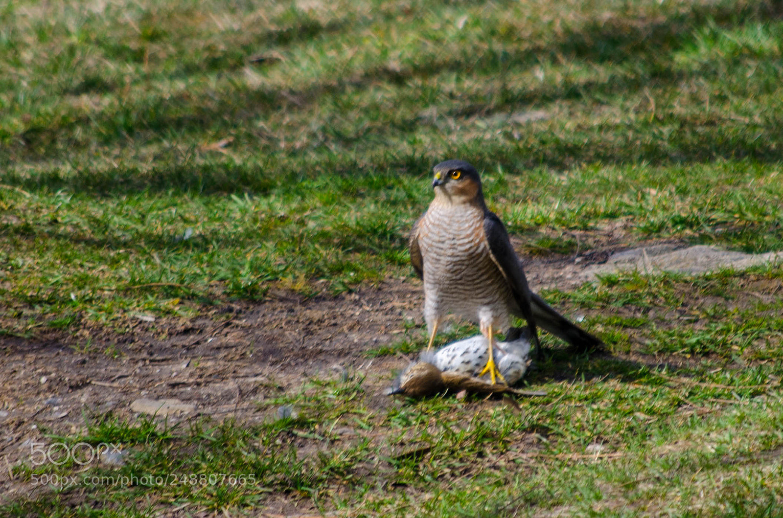 Nikon D5100 sample photo. Eurasian sparrowhawk photography