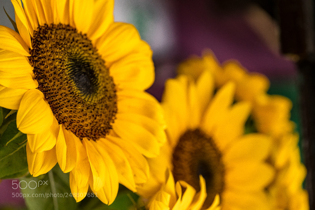 Sony a7R II sample photo. Sunny photography