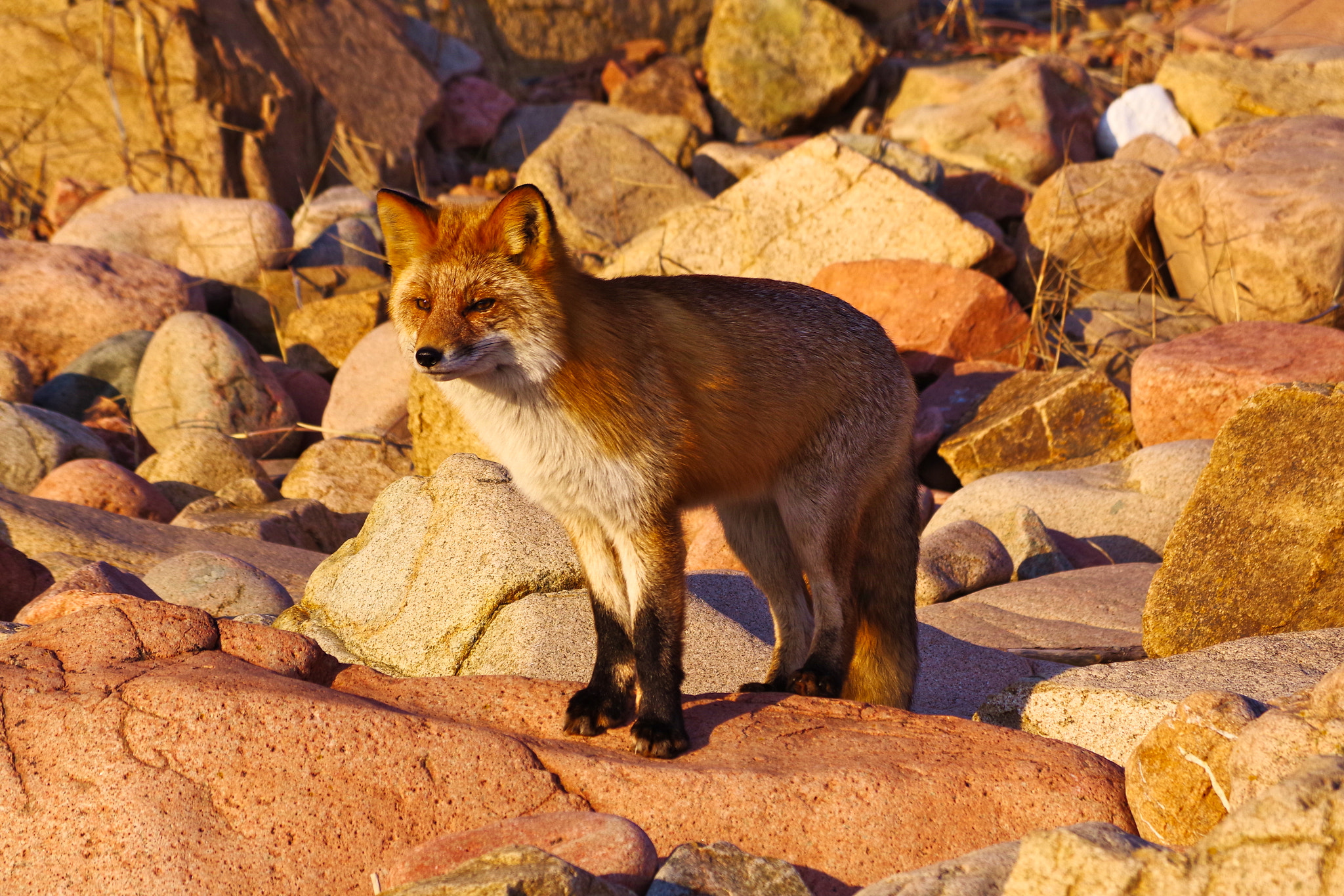 Pentax K-1 + Pentax smc DA 50-200mm F4-5.6 ED sample photo. Sea fox photography