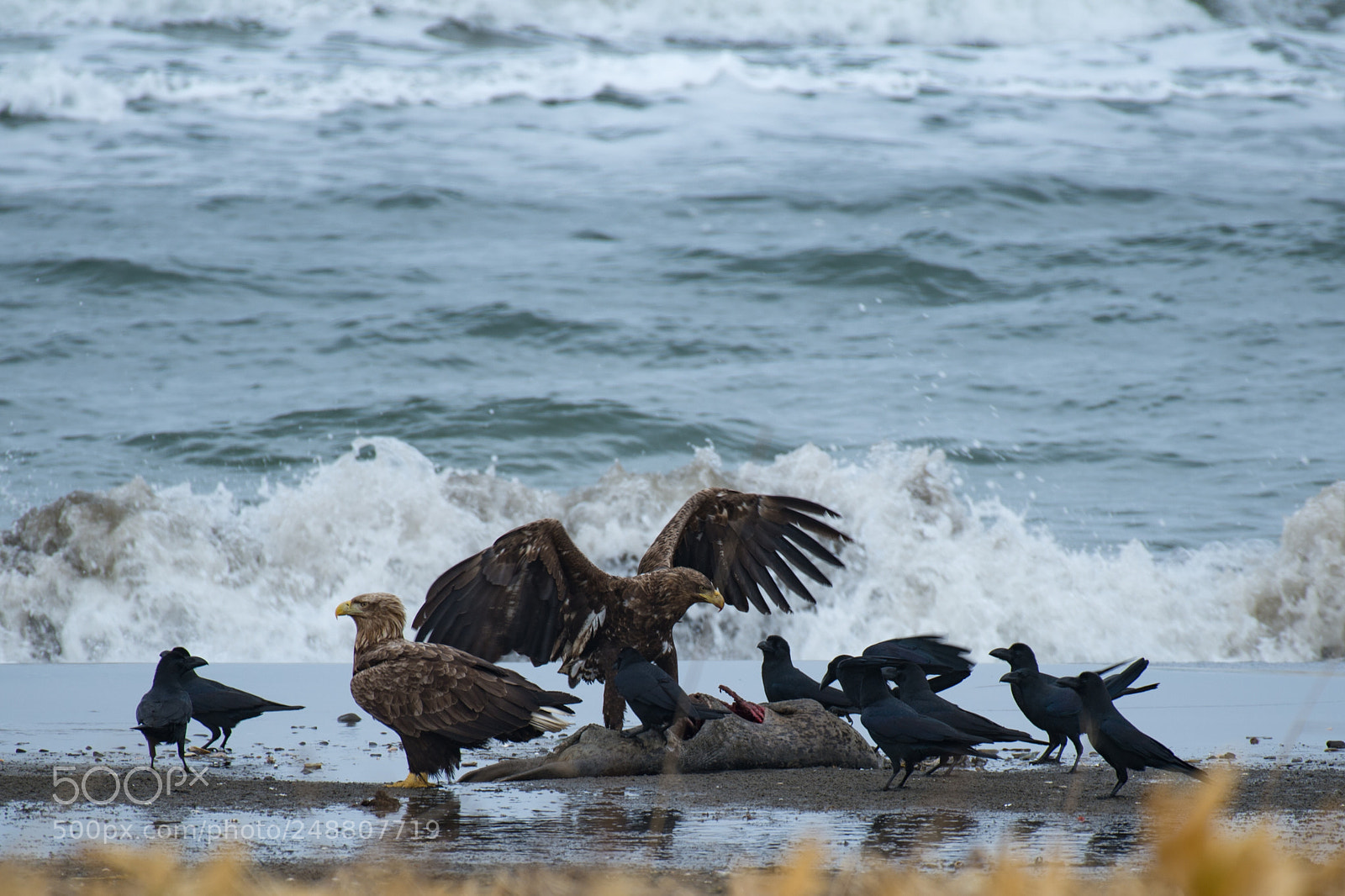 Nikon D4 sample photo. Corpse of seals photography