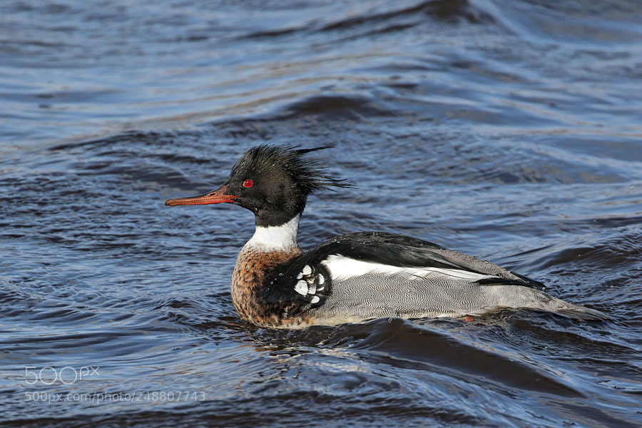Canon EOS 7D Mark II sample photo. Red-breasted merganser - male photography