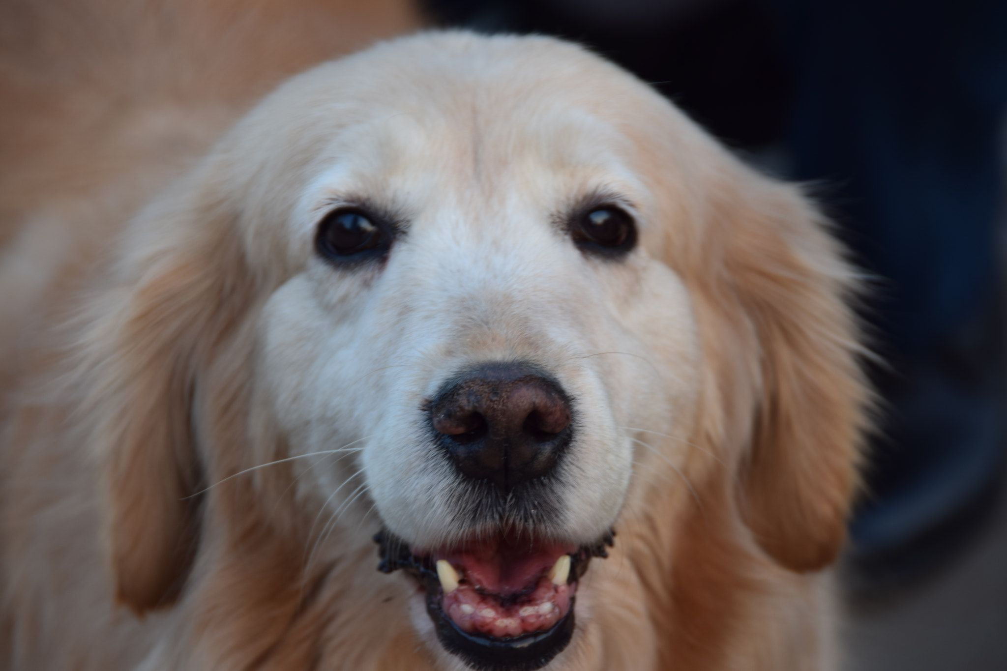 Nikon D5300 sample photo. Dog photography