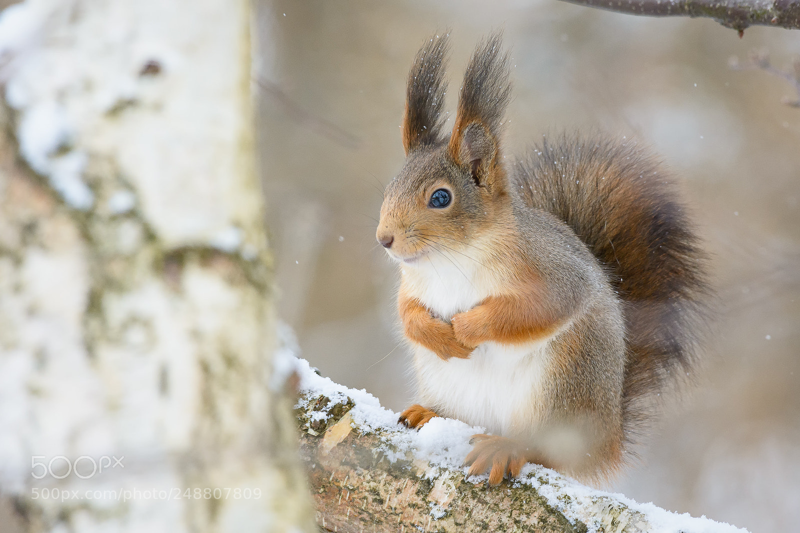Nikon D7100 sample photo. Red squirrel, r d photography