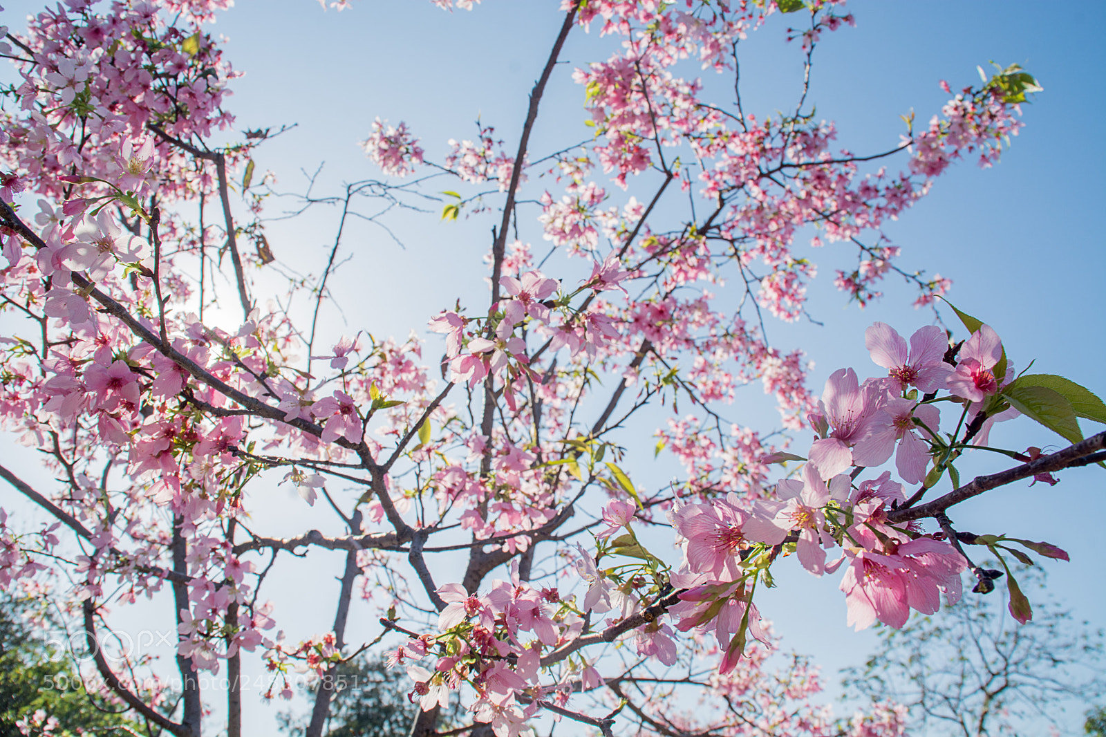 Nikon D7100 sample photo. 樱花 photography
