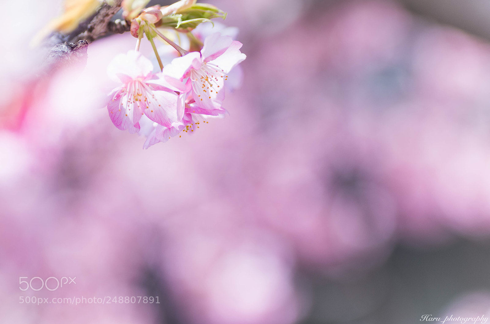 Pentax K-50 sample photo. ハルイロ photography