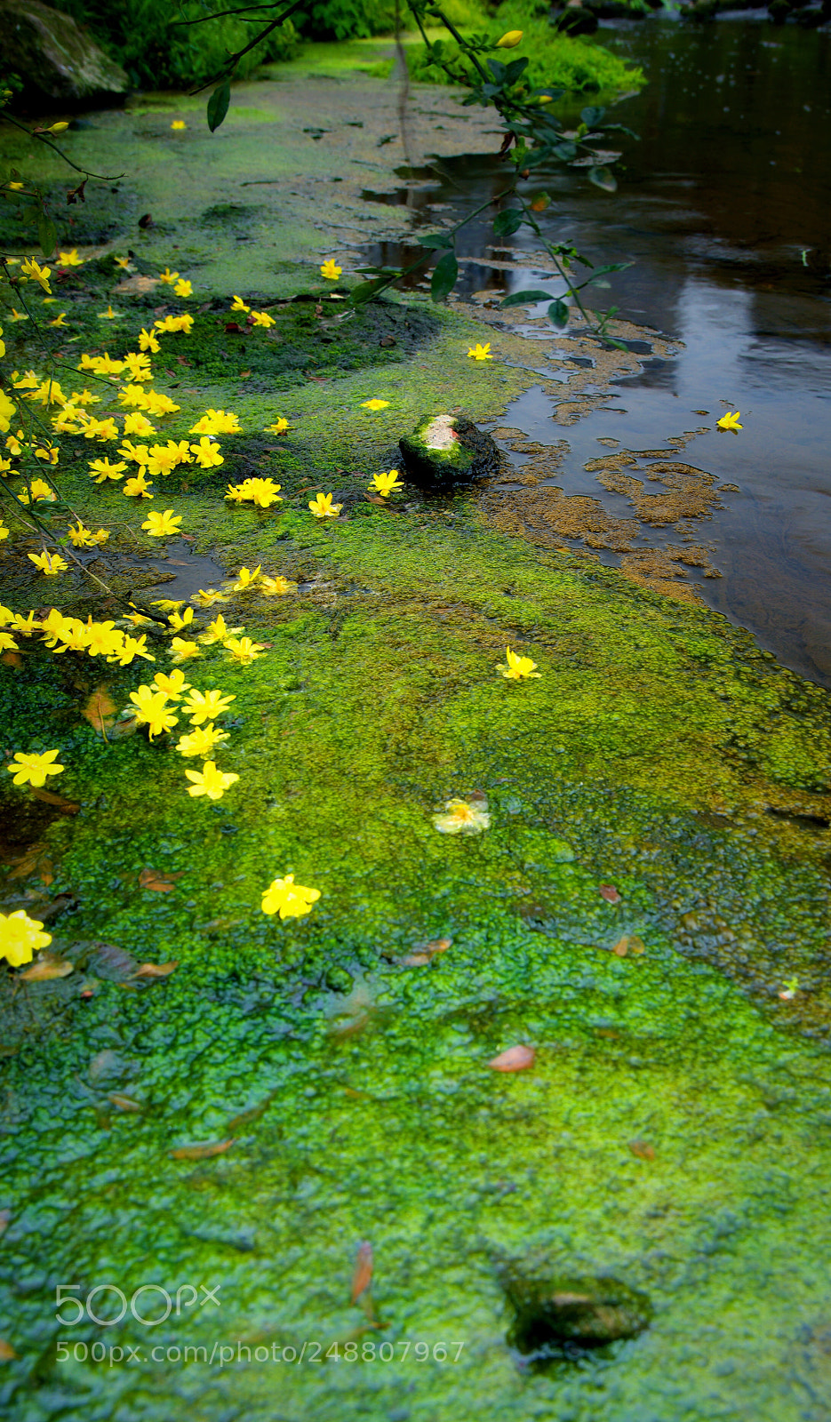 Nikon D800 sample photo. 色彩的地带 photography