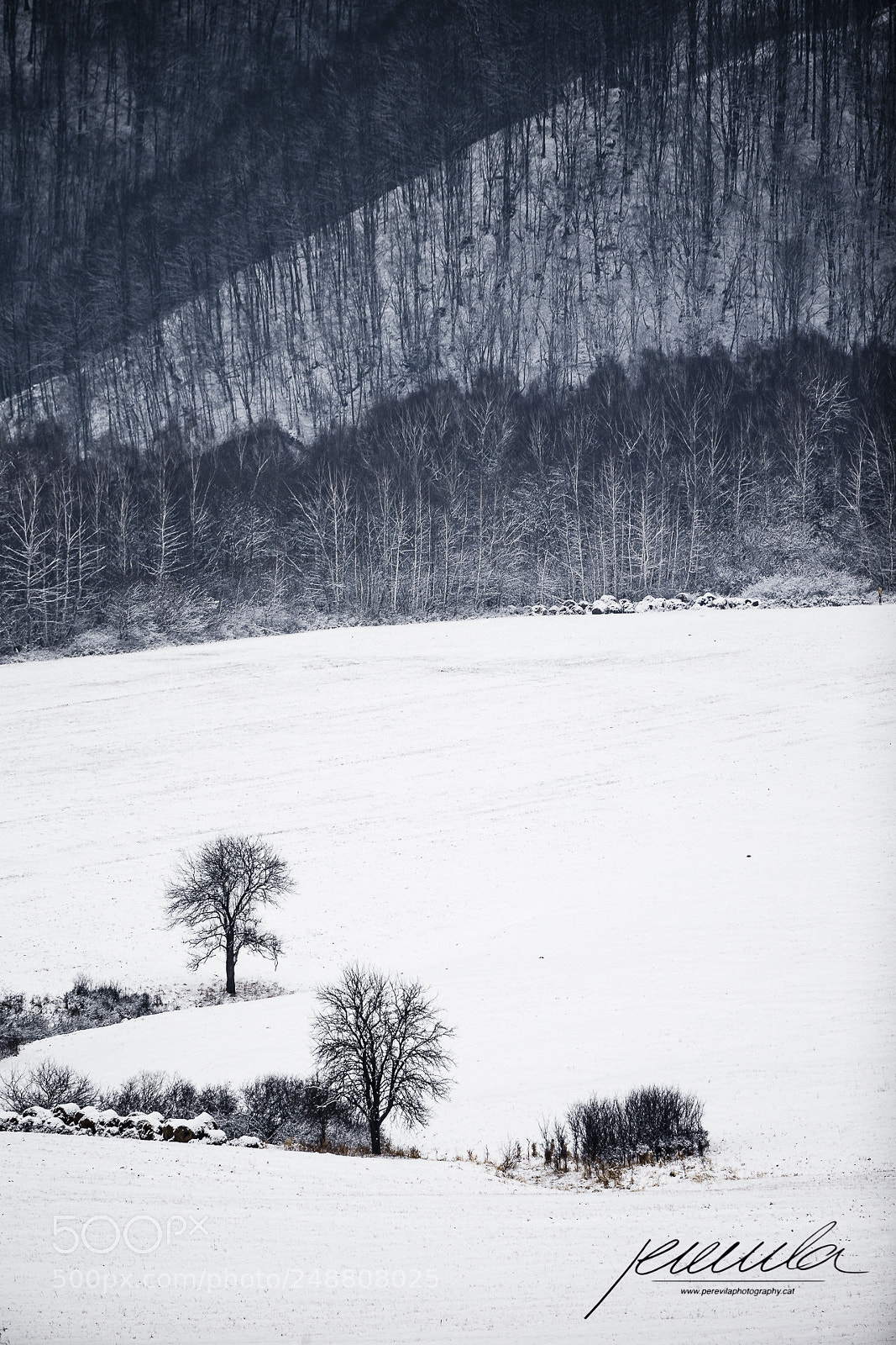Canon EOS-1D X sample photo. Drawing in snow photography