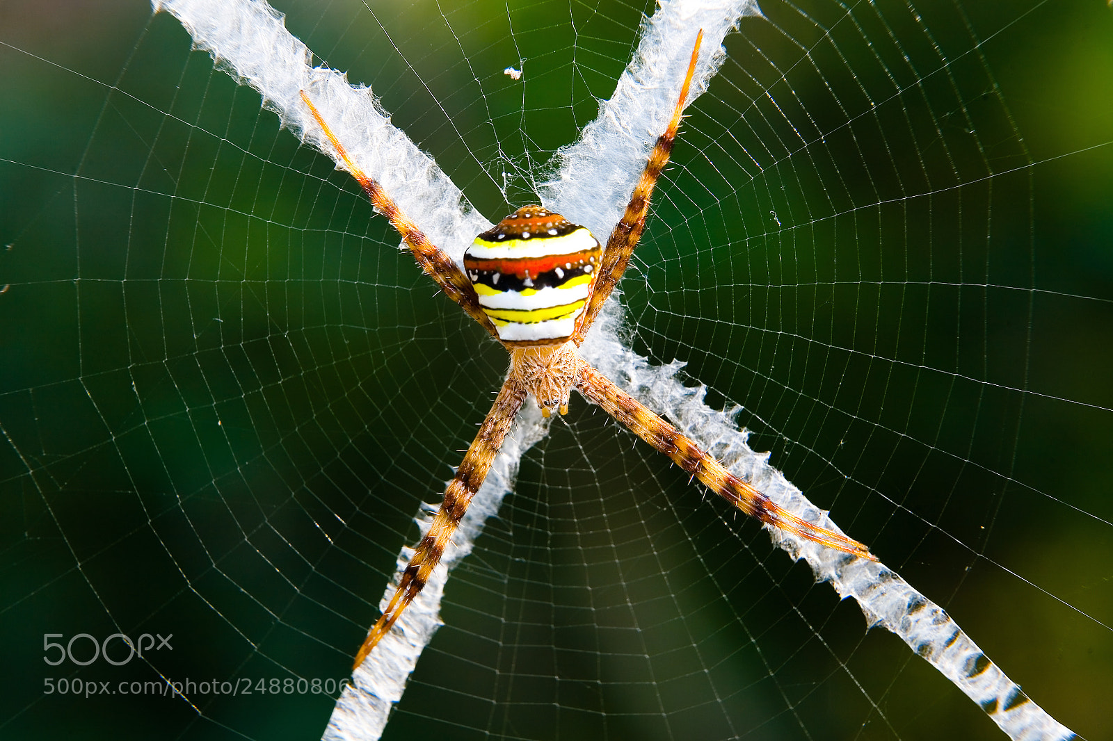 Canon EOS 5D sample photo. The spider sits on photography