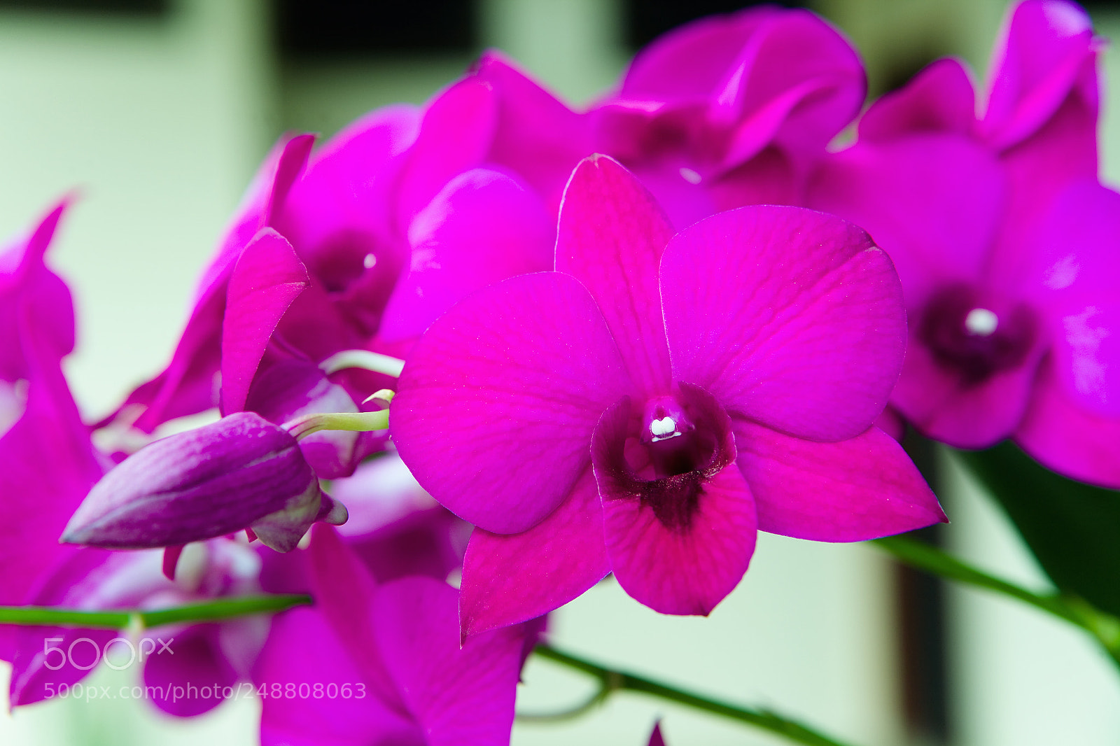 Canon EOS 5D sample photo. Beautiful opened flowers and photography