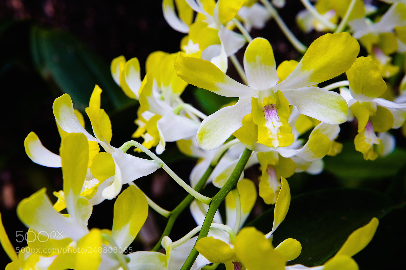 Canon EOS 5D sample photo. Beautiful yellow-white orchid flowers. photography