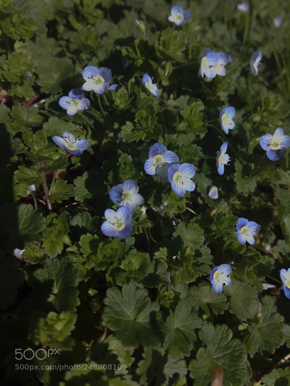 HUAWEI P8 Lite sample photo. Flowers photography