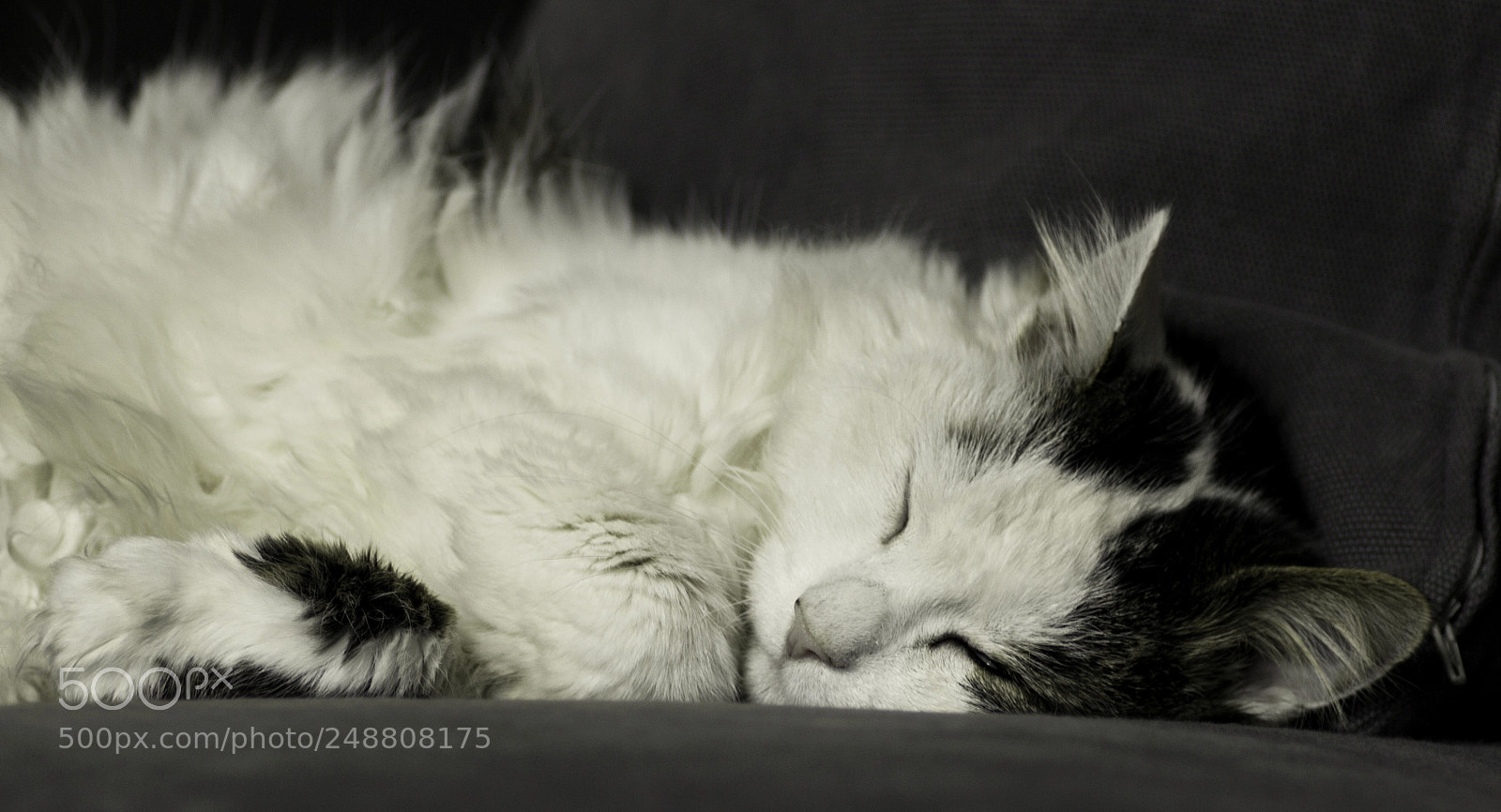 Canon EOS 600D (Rebel EOS T3i / EOS Kiss X5) sample photo. Quand la souris n'est photography