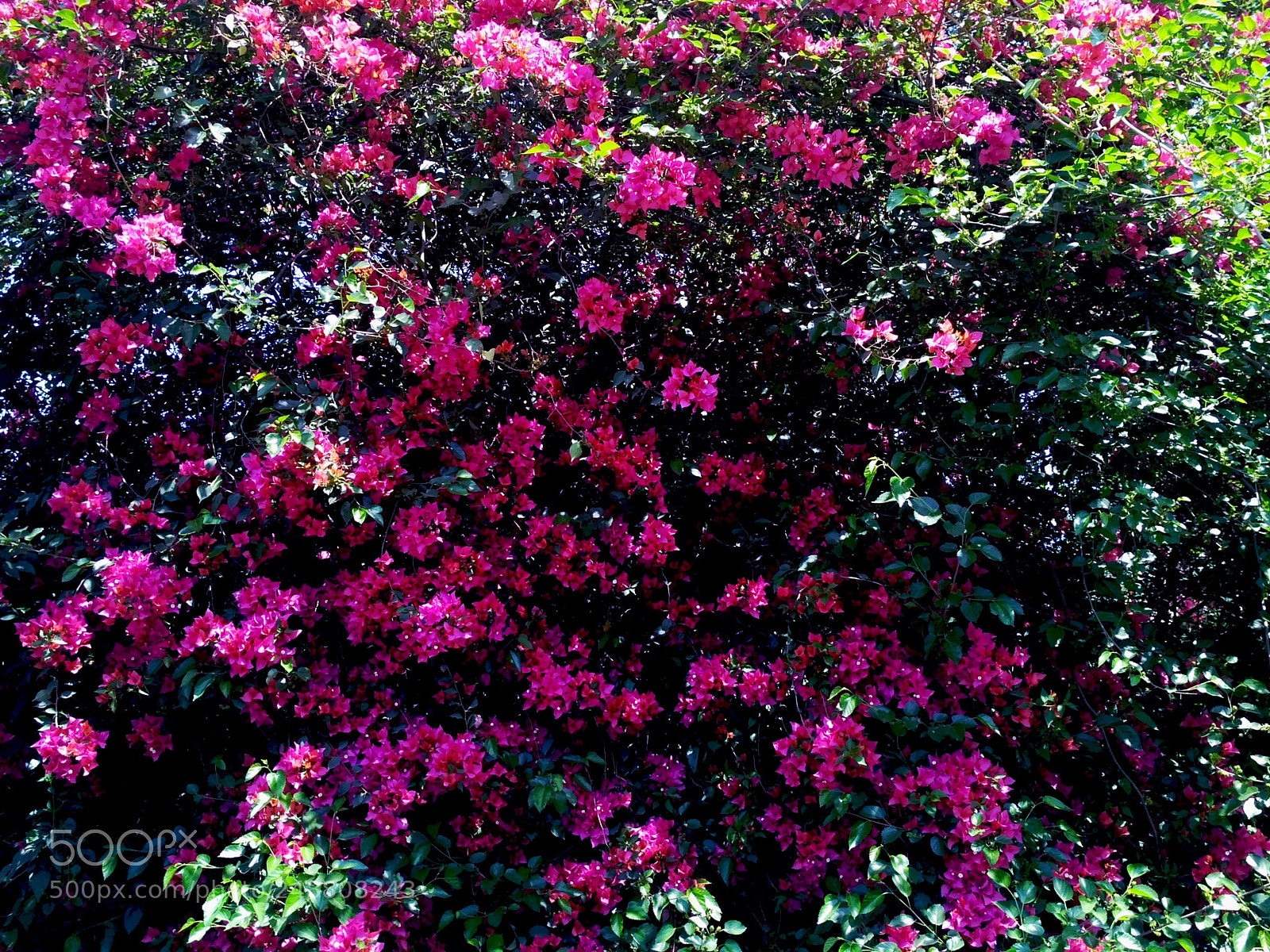 Xiaomi Redmi 3S sample photo. Beautiful flowers photography