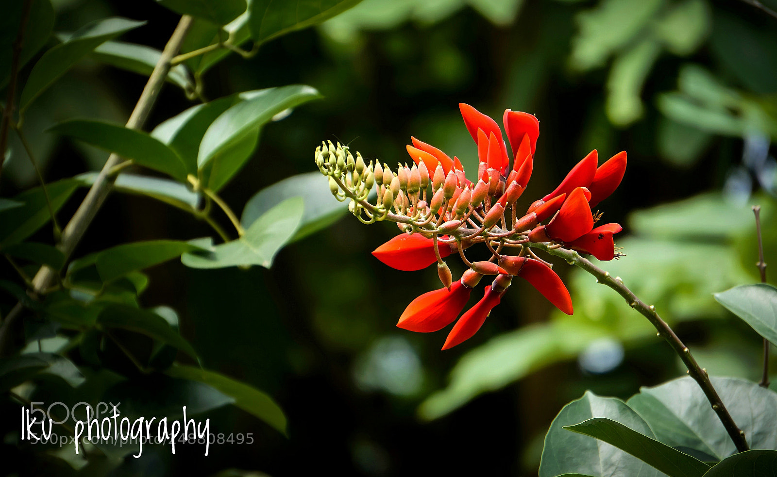 Sony a6000 sample photo. F l o w photography