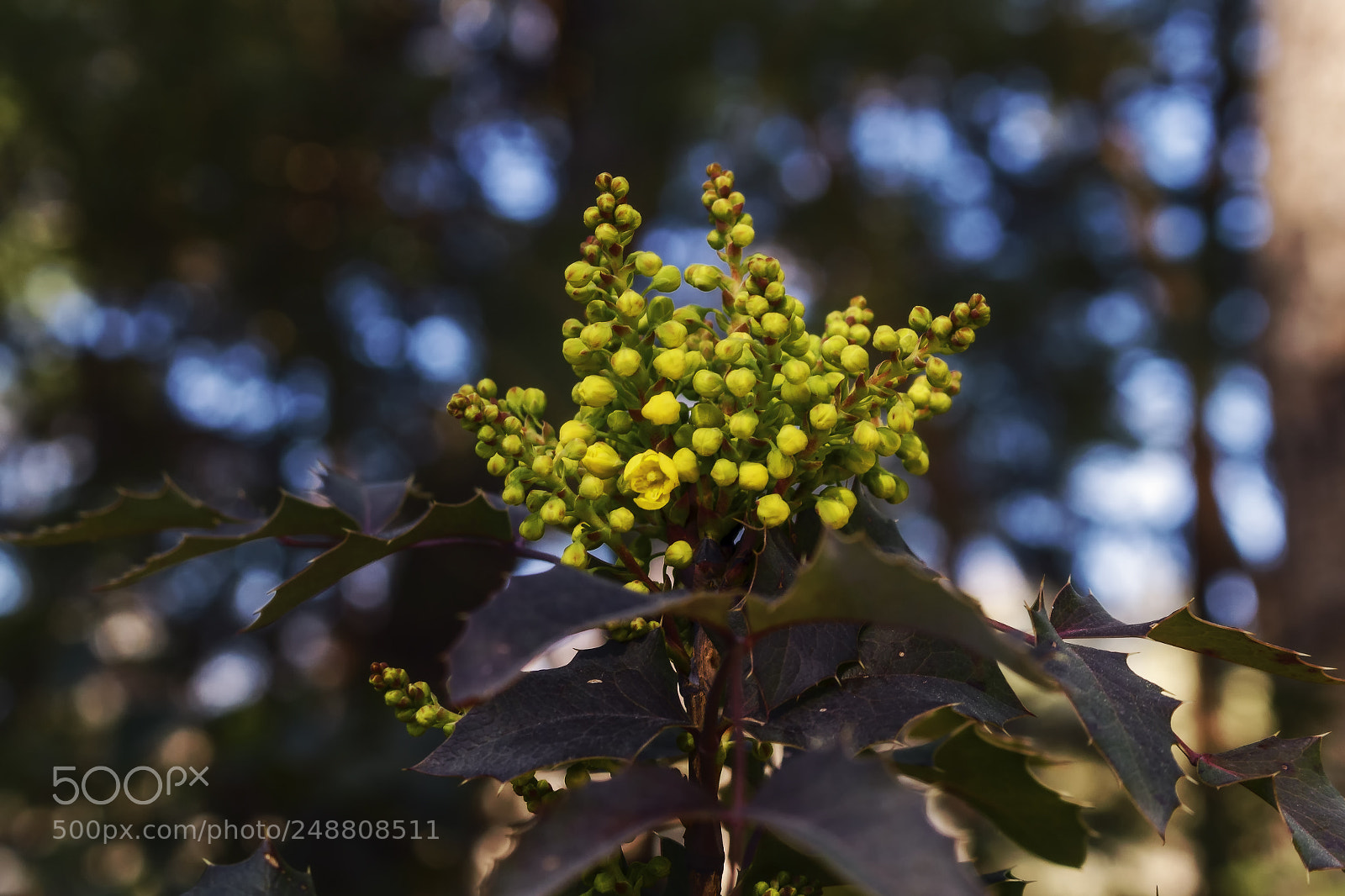 Canon EOS 700D (EOS Rebel T5i / EOS Kiss X7i) sample photo. Blossom macro nature photography