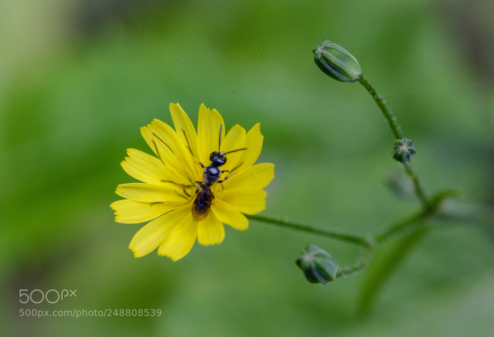 Nikon D600 sample photo. Nature’s wonderful photography