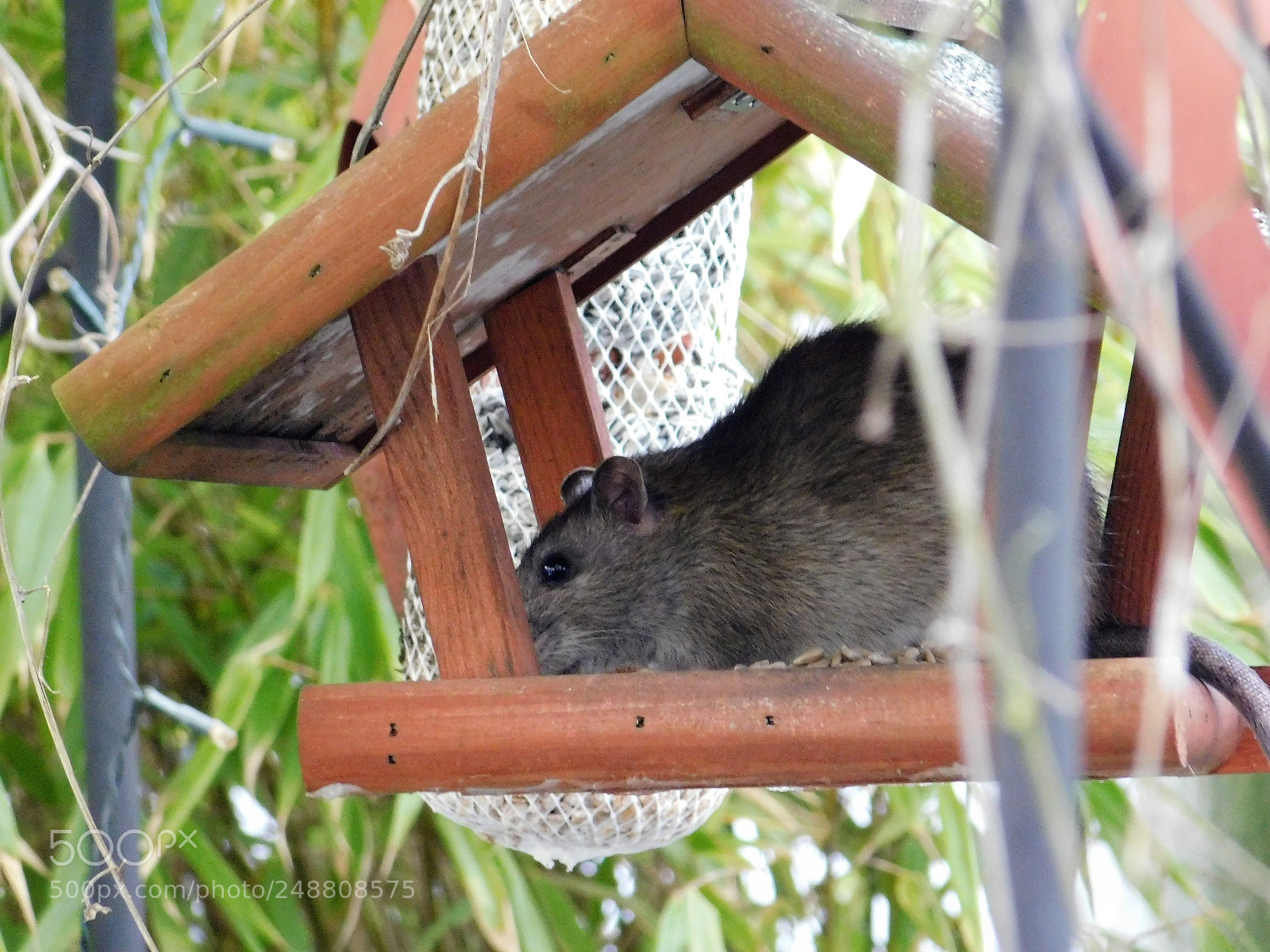 Nikon Coolpix B500 sample photo. Ratten photography