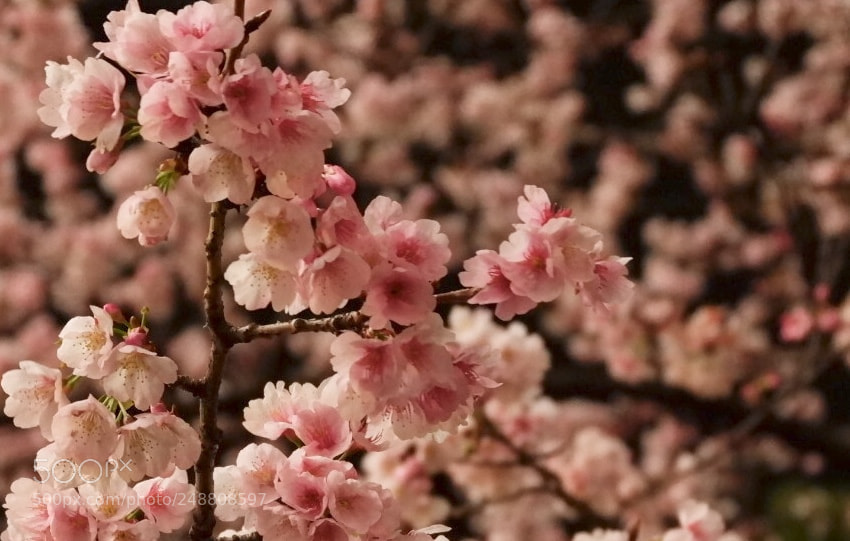 Fujifilm X-A3 sample photo. Cherry blossom at night photography