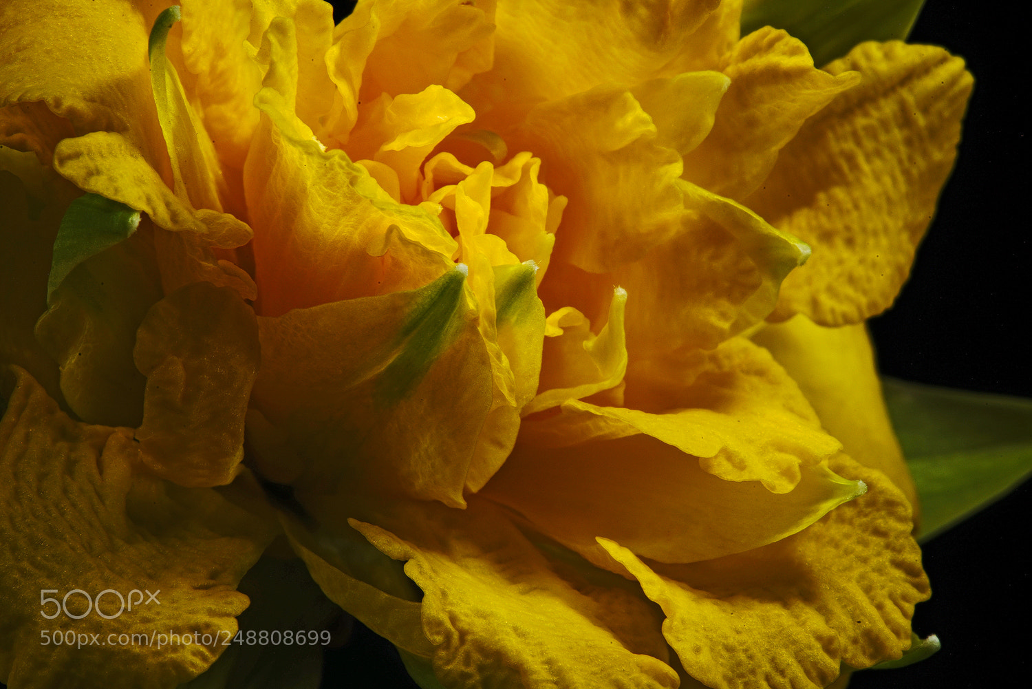 Sony a7R II sample photo. Frill to the max photography
