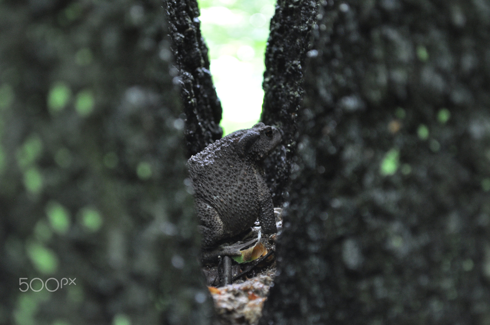 Nikon D90 sample photo. Toad photography