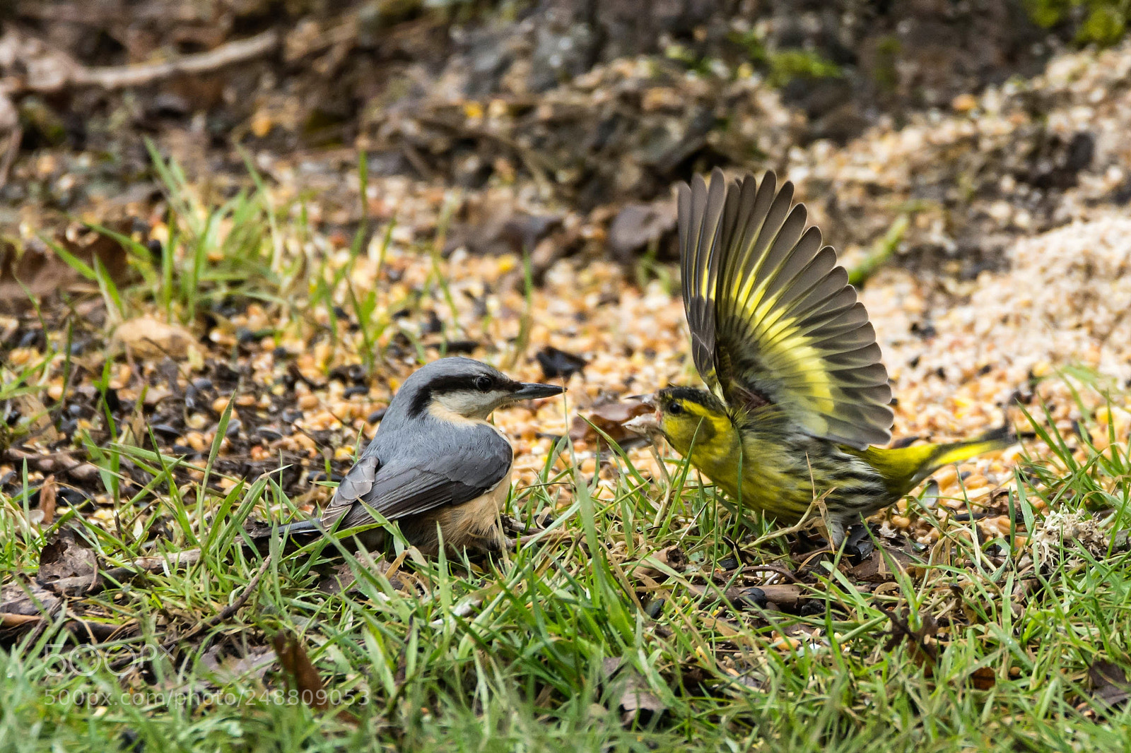 Nikon D7200 sample photo. A sitta europaea and photography