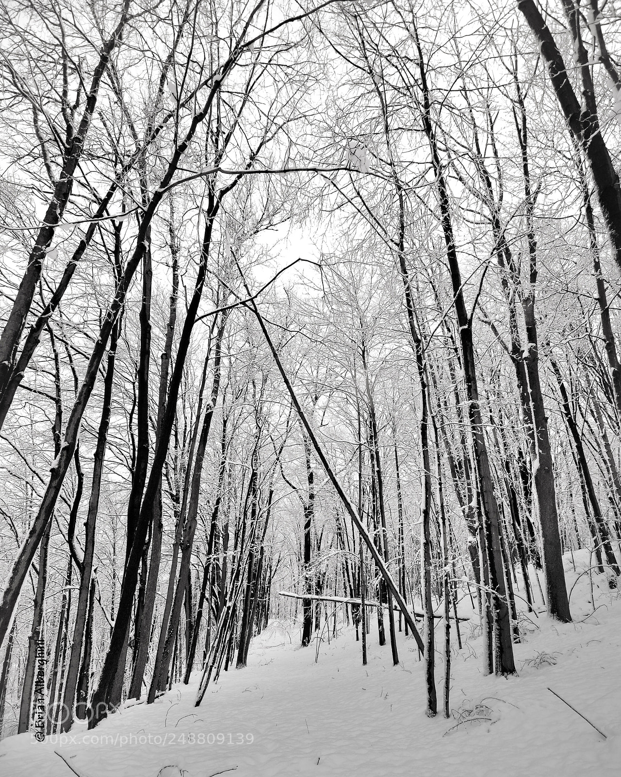 Nikon D7100 sample photo. Down the path photography