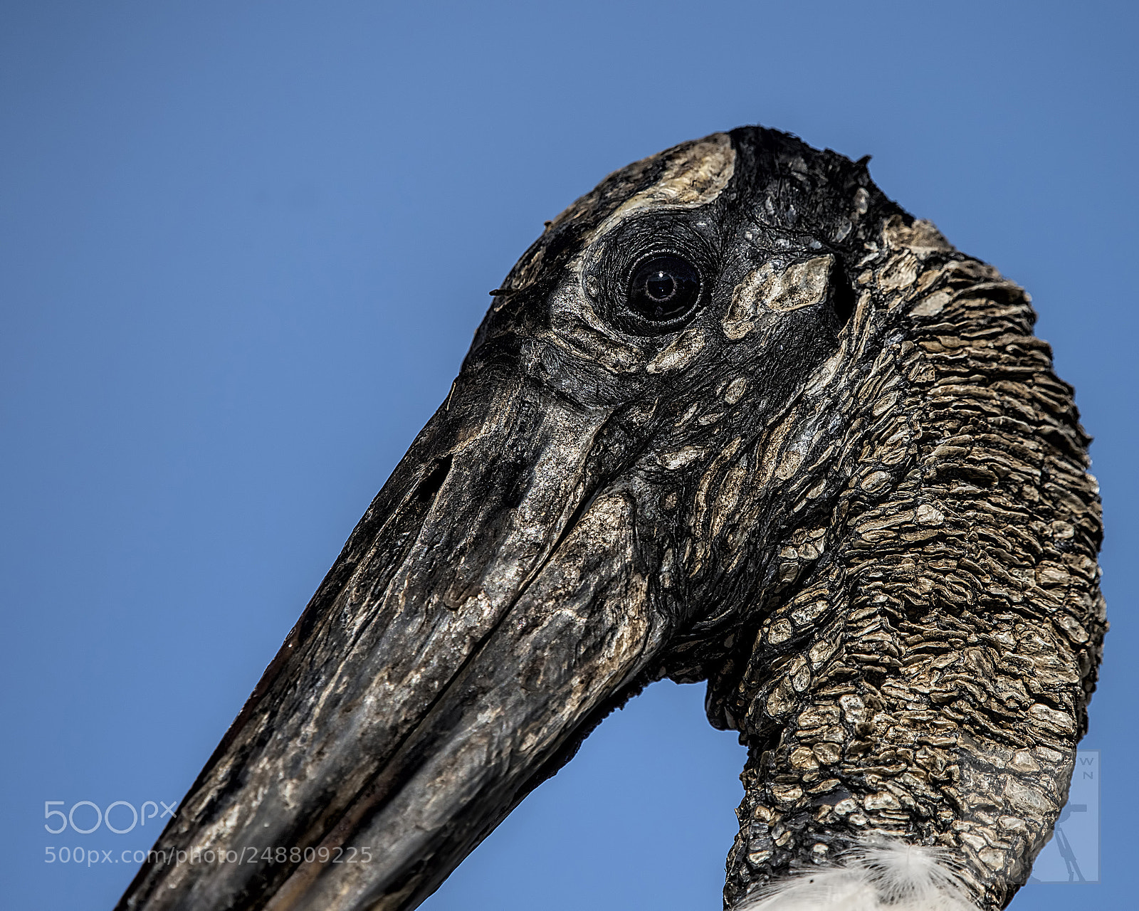 Nikon D810 sample photo. Wood stalk 1669 photography