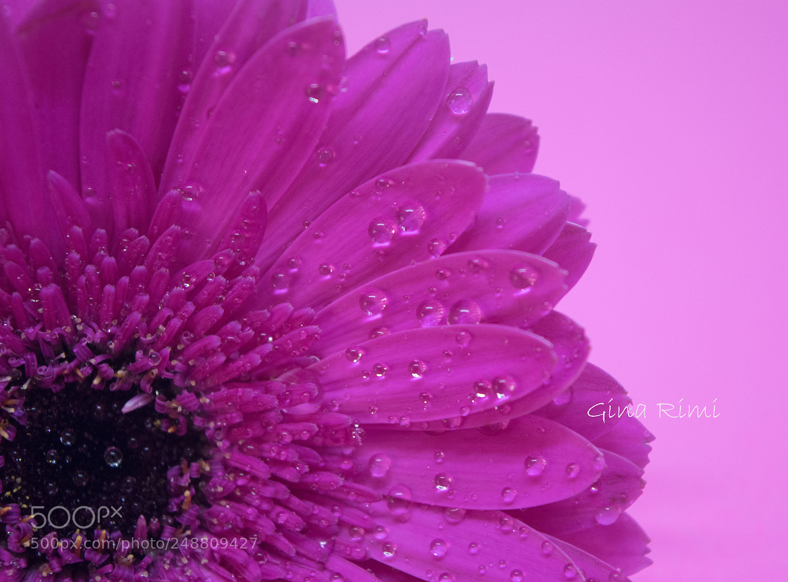 Nikon D3300 sample photo. Gerbera with drops photography