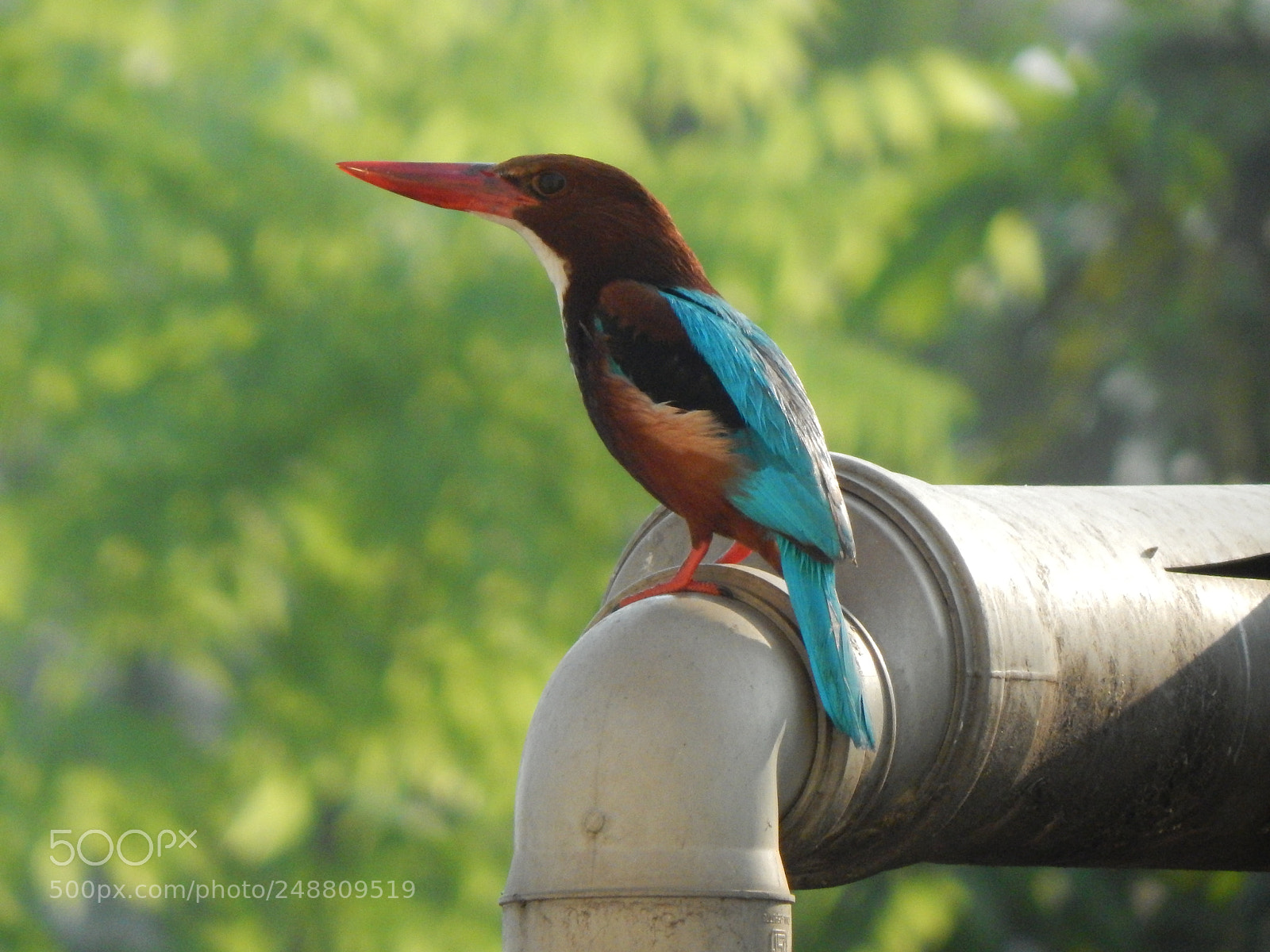 Nikon Coolpix L830 sample photo. Common kingfisher photography