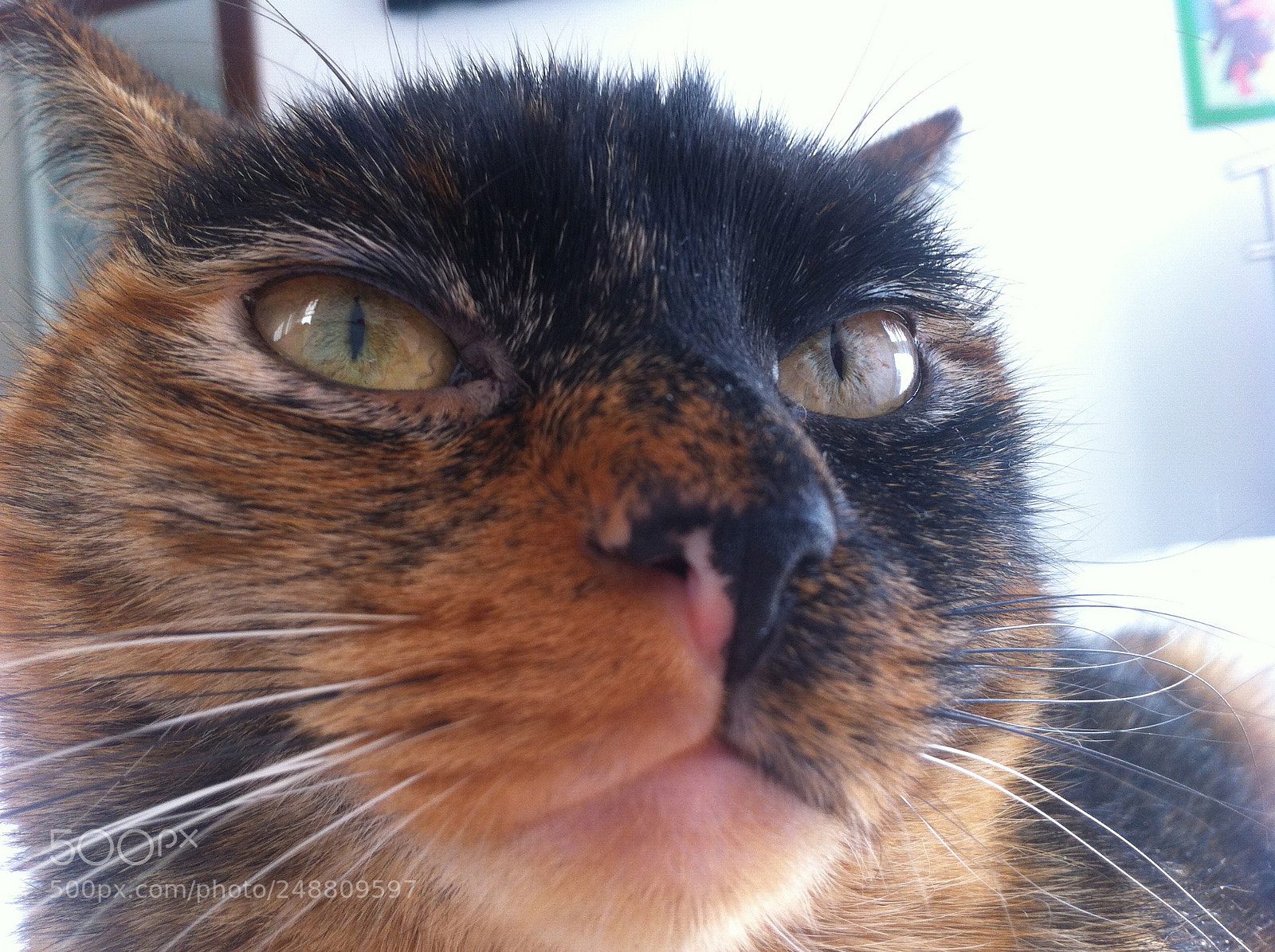 Apple iPhone 4 sample photo. Face to face photography