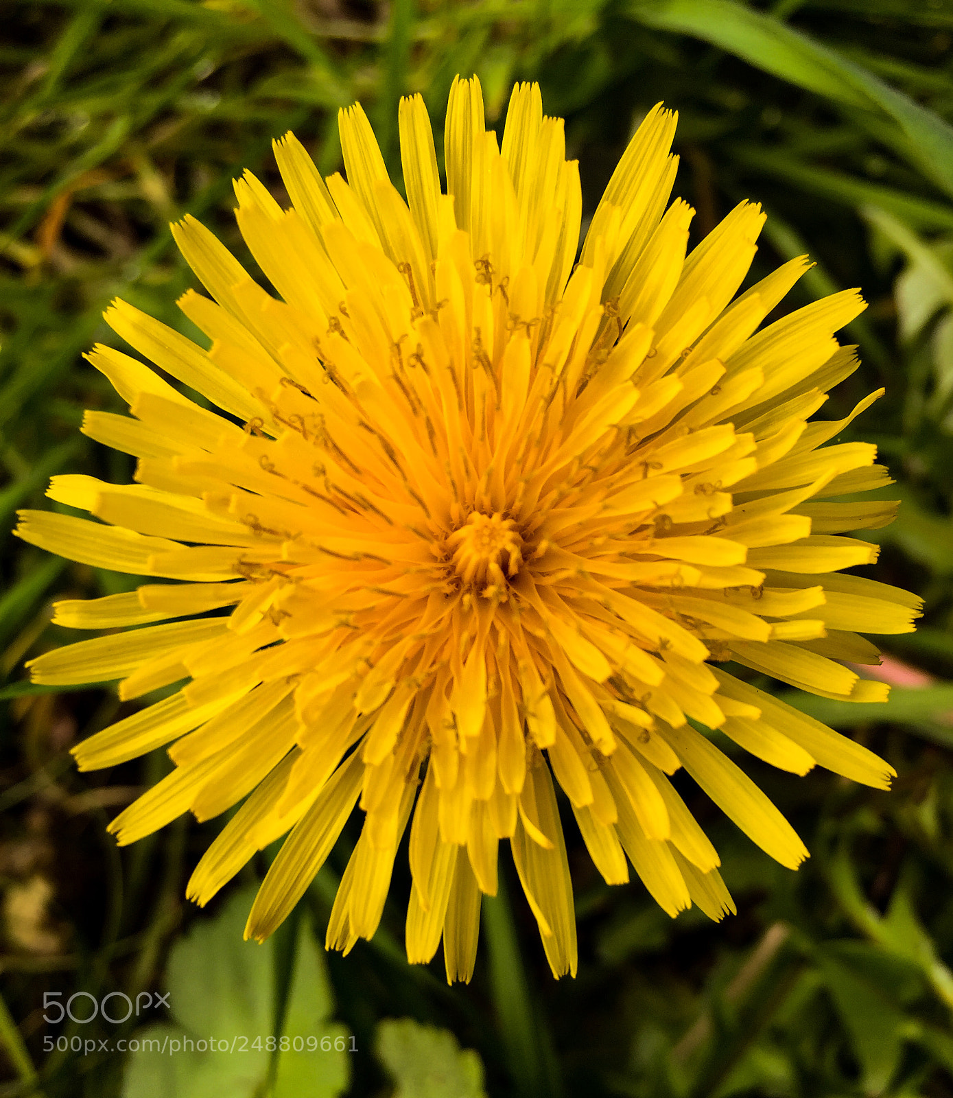Apple iPhone 6 sample photo. Fleur jaune vue de photography