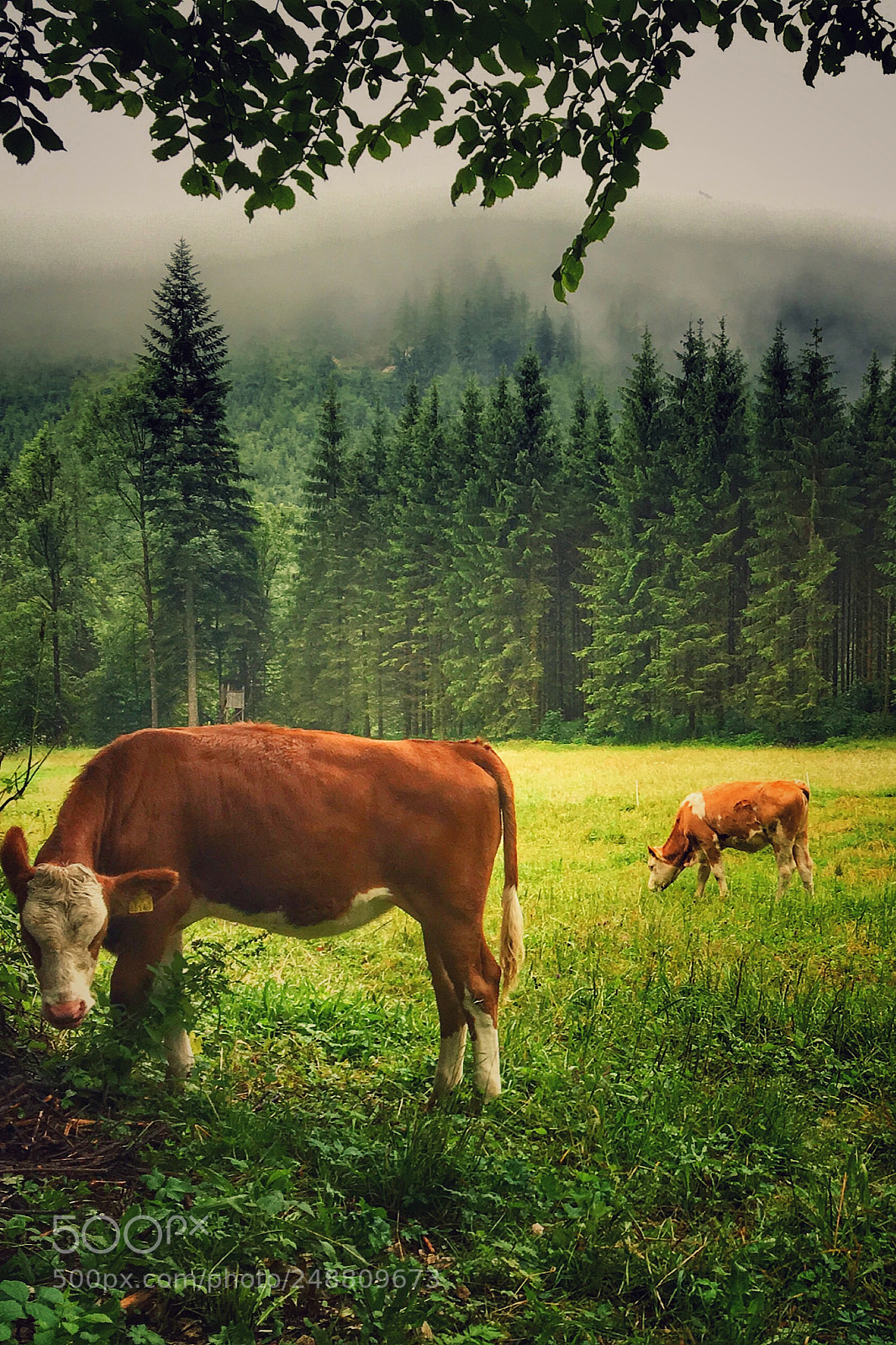 Apple iPhone 6s sample photo. Austrian bull photography