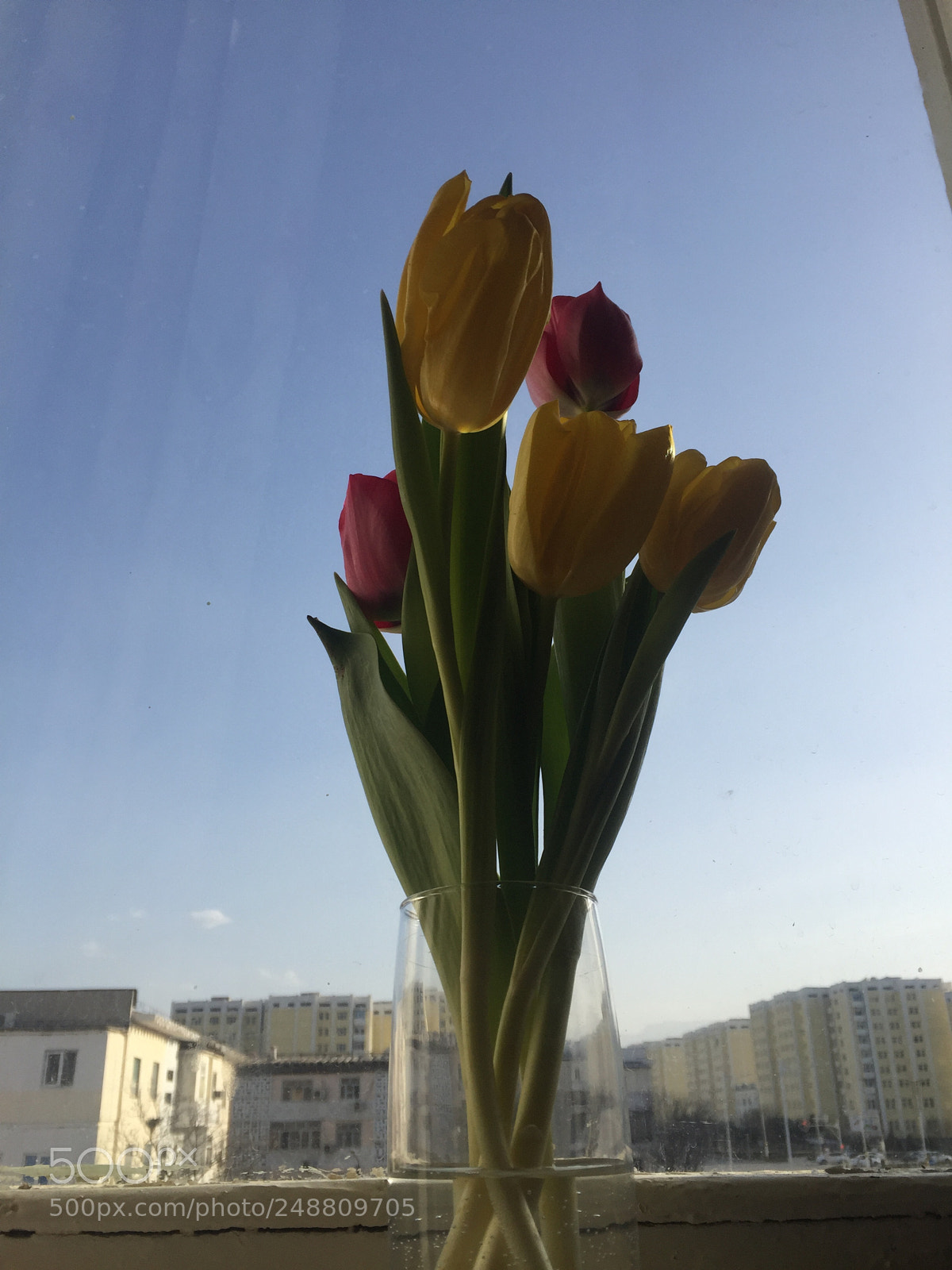 Apple iPhone 6 sample photo. Untitled photography