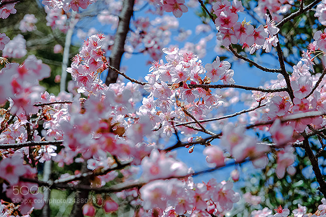 Fujifilm X-T2 sample photo. Spring has come！today photography