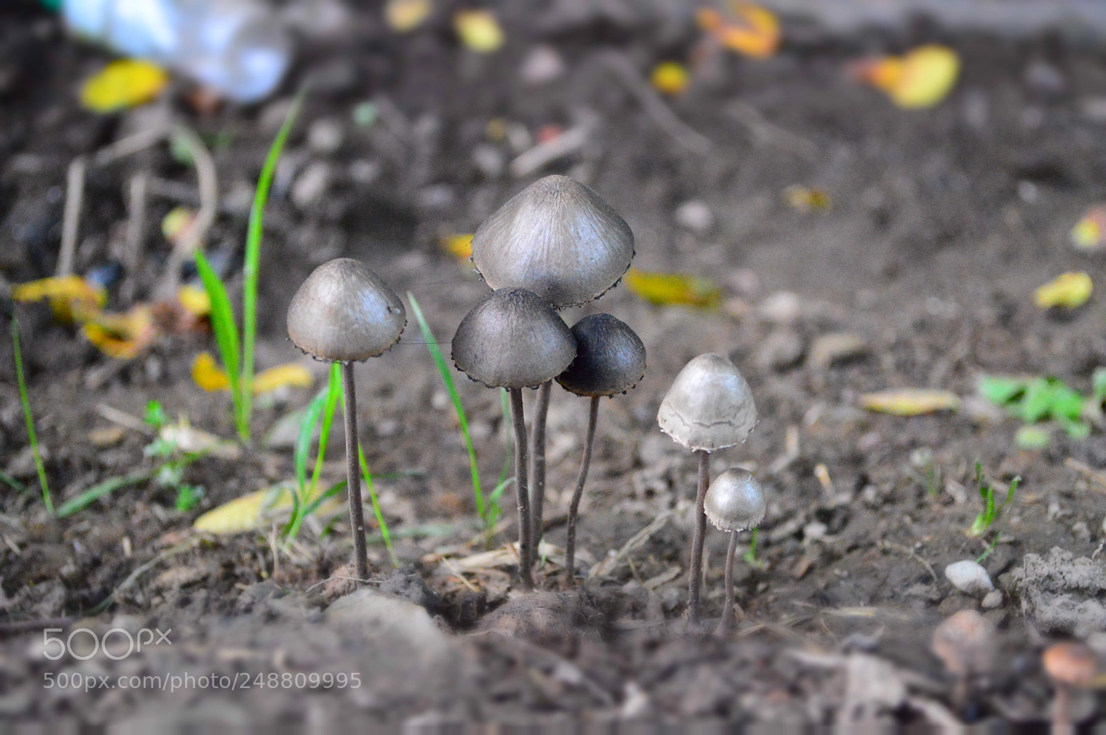 Nikon D3200 sample photo. Mushroom so beautiful photography